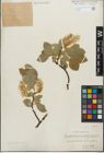 Foto von Salix glandulifera Flod. x Salix hastata L.